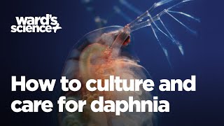 Caring and Culturing for Daphnia [upl. by Eaner]