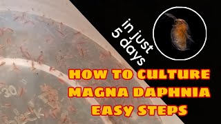 How to Culture Magna Daphnia Easily [upl. by Nyrhtac135]