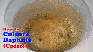 How to Culture Daphnia Update with ZERO Cost  Unlimited Live Food for Our Fish [upl. by Asiel795]