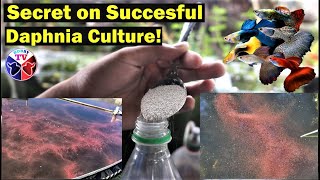 How to Culture Daphnia Successfully [upl. by Ueik]