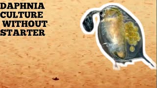 HOW TO CULTURE DAPHNIA NATURALLY WITHOUT A STARTER [upl. by Adnicul]