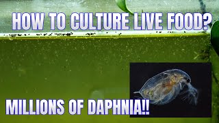 How to Culture Daphnia Secret Method to Breed MILLIONS  Simply Aquatic [upl. by Nnylyram]