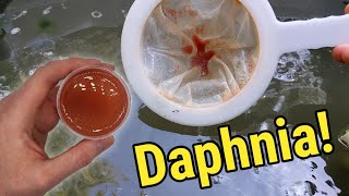 How I Culture Daphnia In Outdoor Tubs [upl. by Thalassa]