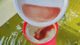 How to culture daphnia  Daphnia culture  How to grow daphnia outdoor [upl. by Corron]