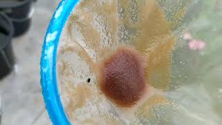 How to culture daphnia moina in a small container Part 1 English Subtitle [upl. by Rettke]