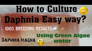 Daphnia MagnaHow to Culture Daphnia Easy wayCulturing Daphnia using Green water Daphnia [upl. by Tsui]