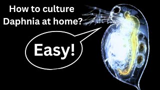 BEST Live Fish Food Beginner guide How to Culture Daphnia at home [upl. by Beaver]