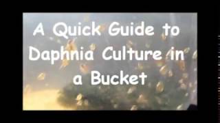 How to culture daphnia outside [upl. by Nerrot837]