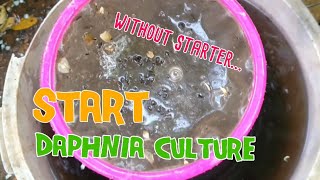 How to culture daphnia moina the easy way 1  Starting the Daphnia culture [upl. by Tadio963]