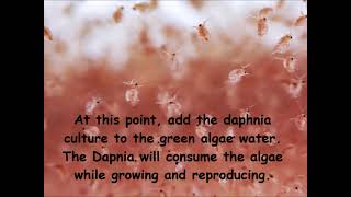 Daphnia  How to grow daphnia in your home [upl. by Loren43]