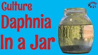 How to Culture Daphnia in a Jar [upl. by Fruma536]