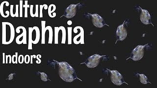 How to Culture Daphnia [upl. by Ynavoj]