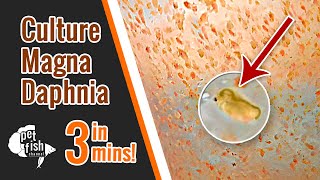 How to culture DAPHNIA MAGNA  The easy way [upl. by Bronson]