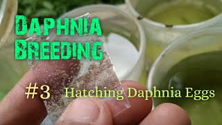 Daphnia Culture made simple and easy 3  Hatching Daphnia eggs [upl. by Keelby]