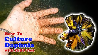 How to Culture Daphnia with ZERO Cost  Unlimited Live Food For Our Fish [upl. by Yuu]