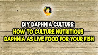 DIY Daphnia Culture How to Culture Nutritious Daphnia as Live Food for Your Fish [upl. by Glorianna]