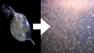 How I Culture Daphnia [upl. by Becker]