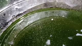 DAPHNIA MOINA CULTURE IN A SMALL BUCKET [upl. by Dorej]