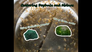 How To Culture Daphnia and Moinas using Green Water Spirulina powder [upl. by Saiff]