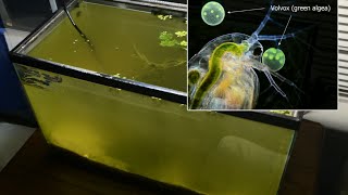 Raising Daphnia for the Freshwater Aquarium [upl. by Ynnaej913]