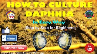 HOW TO CULTURE DAPHNIA In Easy Way [upl. by Manda]